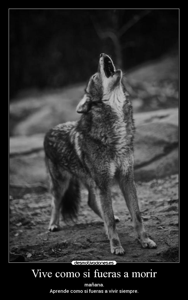 Vive como si fueras a morir - mañana.
Aprende como si fueras a vivir siempre.