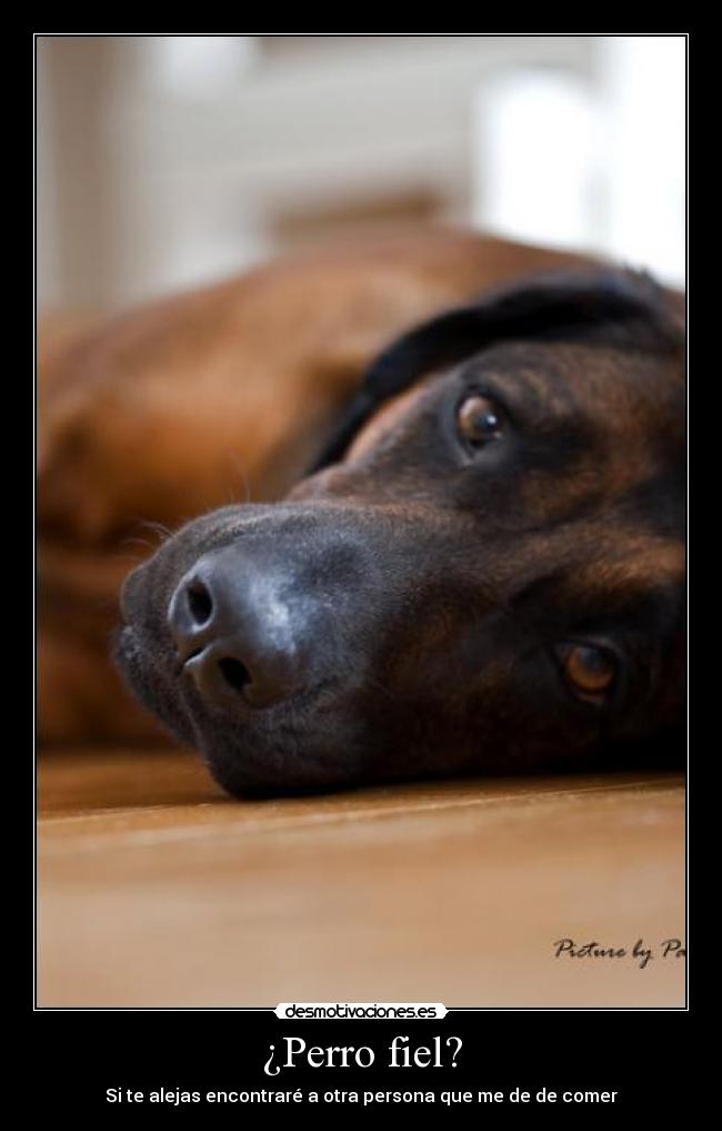 ¿Perro fiel? - Si te alejas encontraré a otra persona que me de de comer