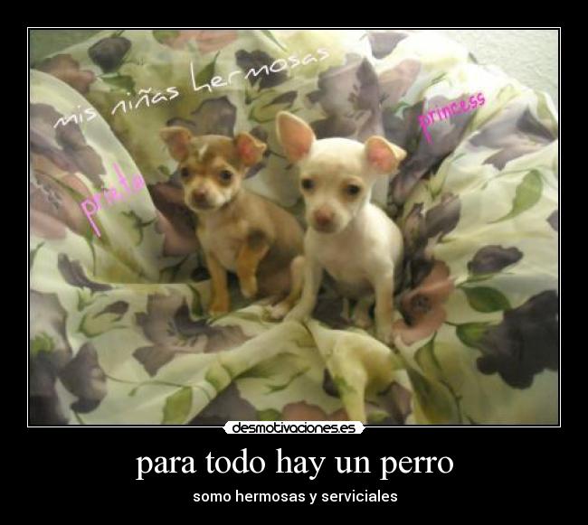 para todo hay un perro -