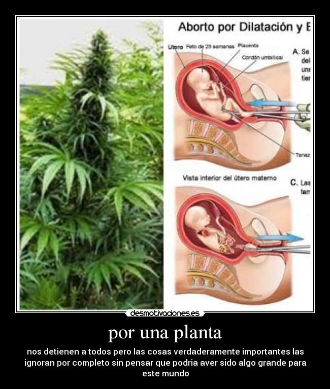 por una planta - nos detienen a todos pero las cosas verdaderamente importantes las
ignoran por completo sin pensar que podria aver sido algo grande para
este mundo