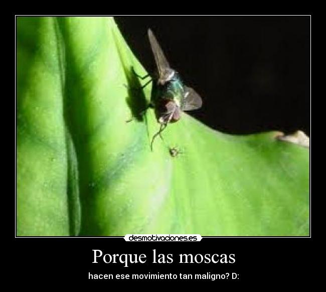 Porque las moscas - hacen ese movimiento tan maligno? D: