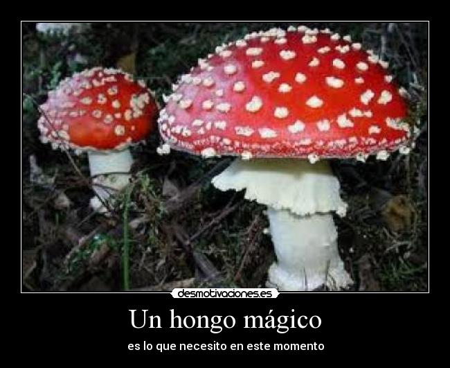 Un hongo mágico - es lo que necesito en este momento