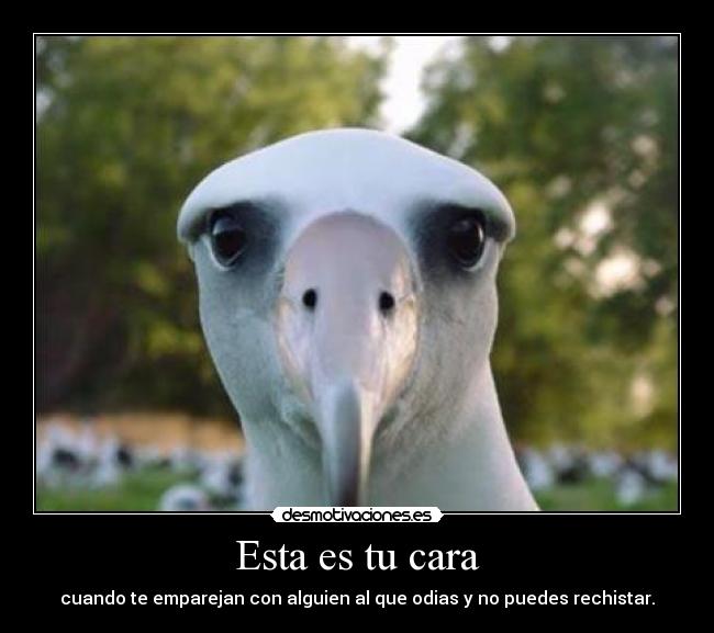 carteles face desmotivaciones