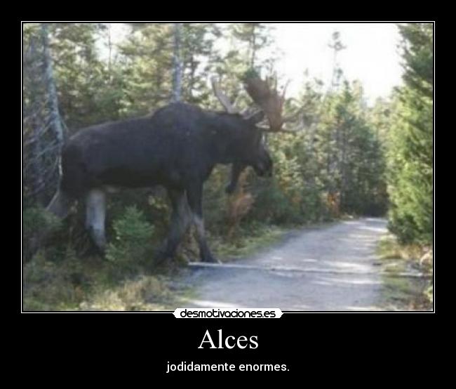 Alces - jodidamente enormes.