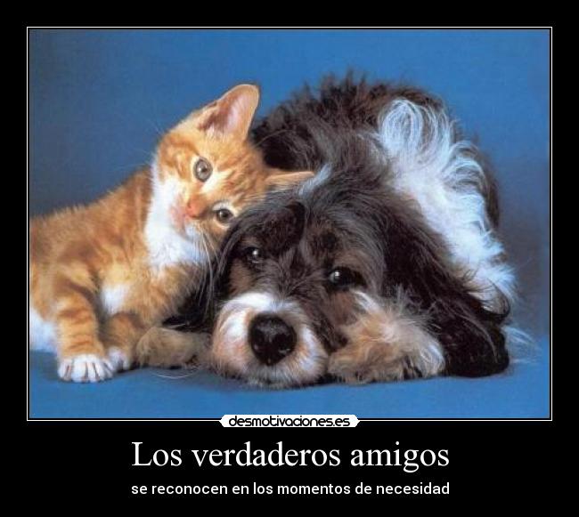 Los verdaderos amigos - se reconocen en los momentos de necesidad