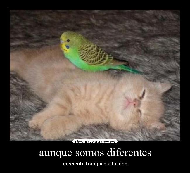 aunque somos diferentes - meciento tranquilo a tu lado