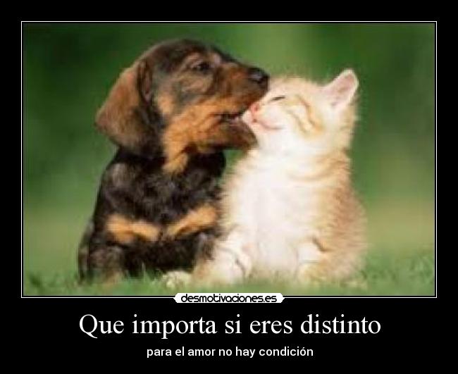 Que importa si eres distinto - para el amor no hay condición
