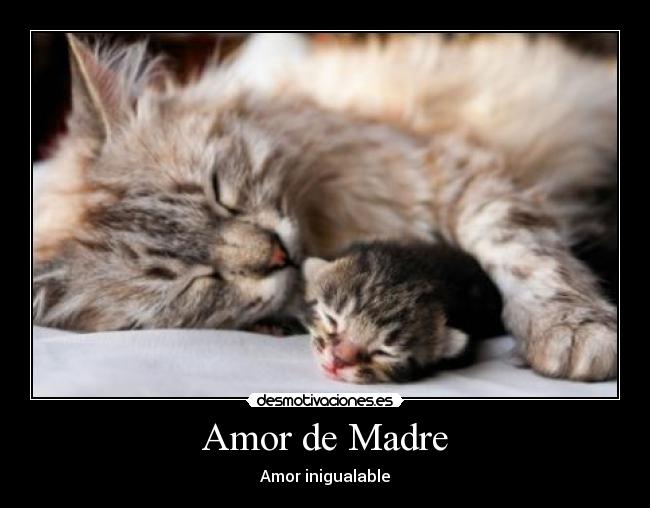 Amor de Madre -