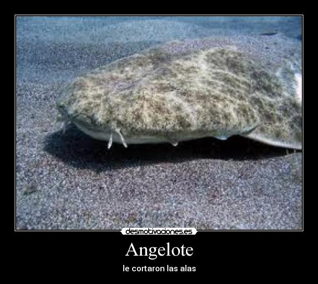Angelote - le cortaron las alas