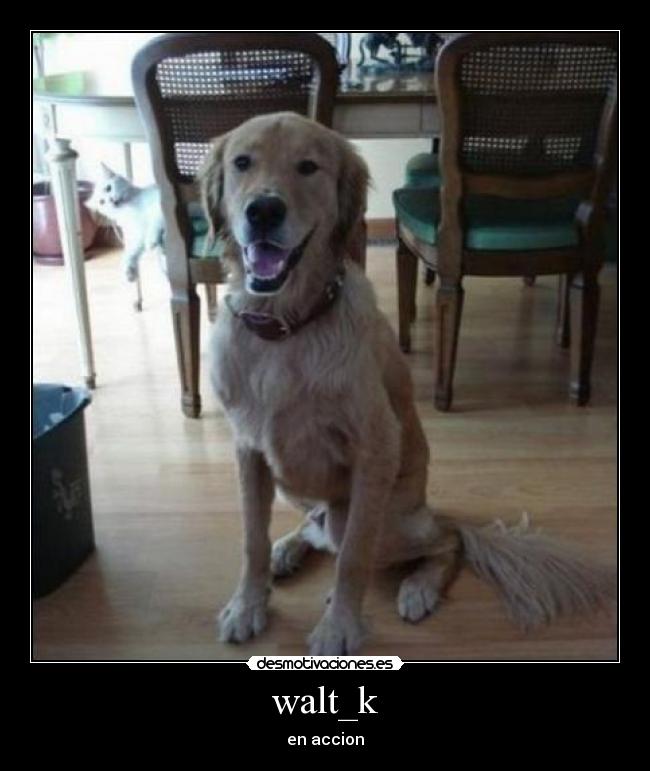 walt_k - en accion