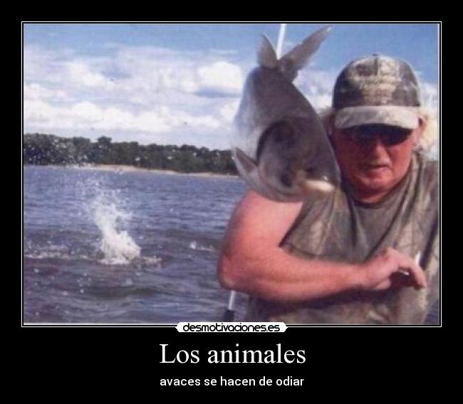 carteles animales animales desmotivaciones