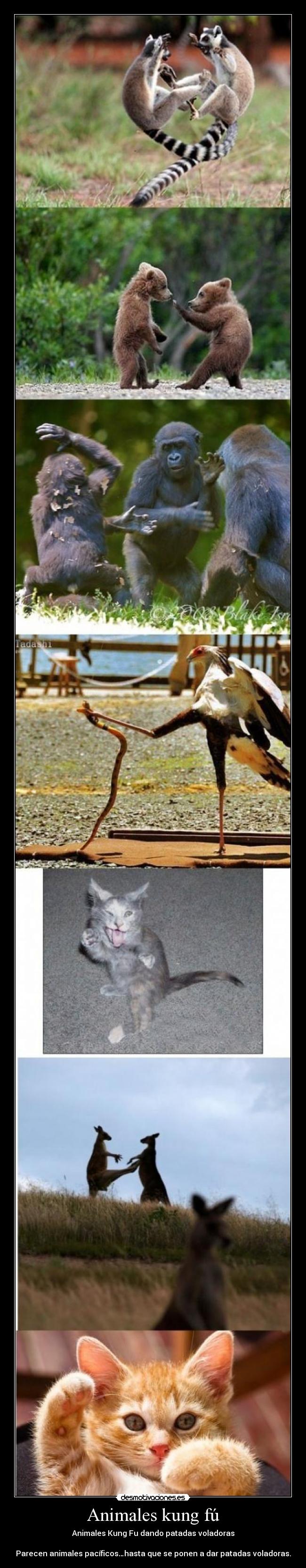 Animales kung fú - Animales Kung Fu dando patadas voladoras
Parecen animales pacíficos…hasta que se ponen a dar patadas voladoras.