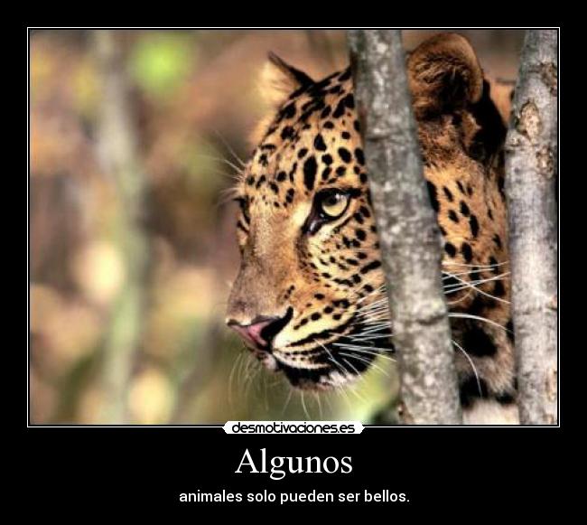 Algunos - animales solo pueden ser bellos.