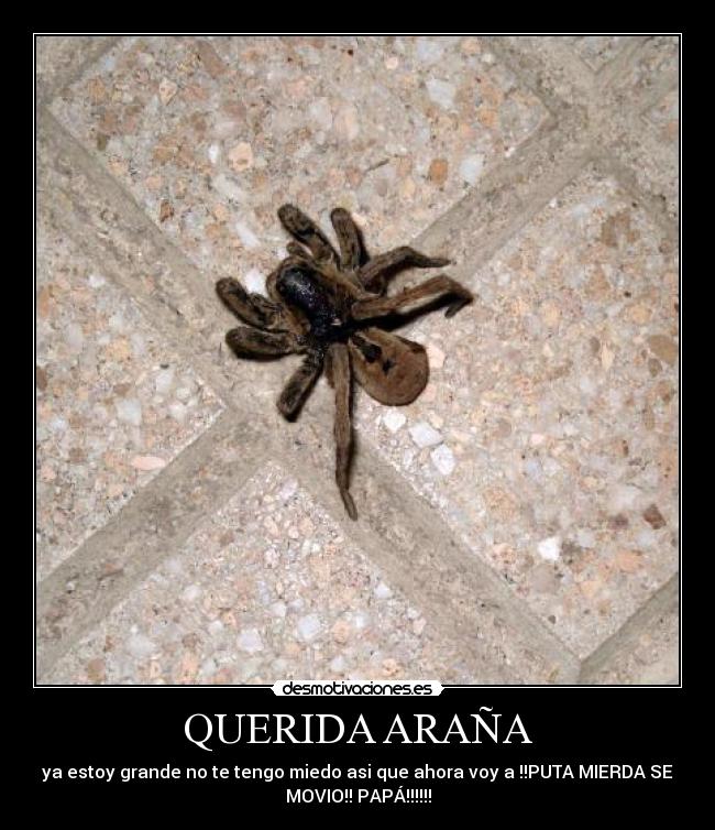 QUERIDA ARAÑA - ya estoy grande no te tengo miedo asi que ahora voy a !!PUTA MIERDA SE
MOVIO!! PAPÁ!!!!!!