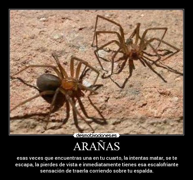 ARAÑAS - 