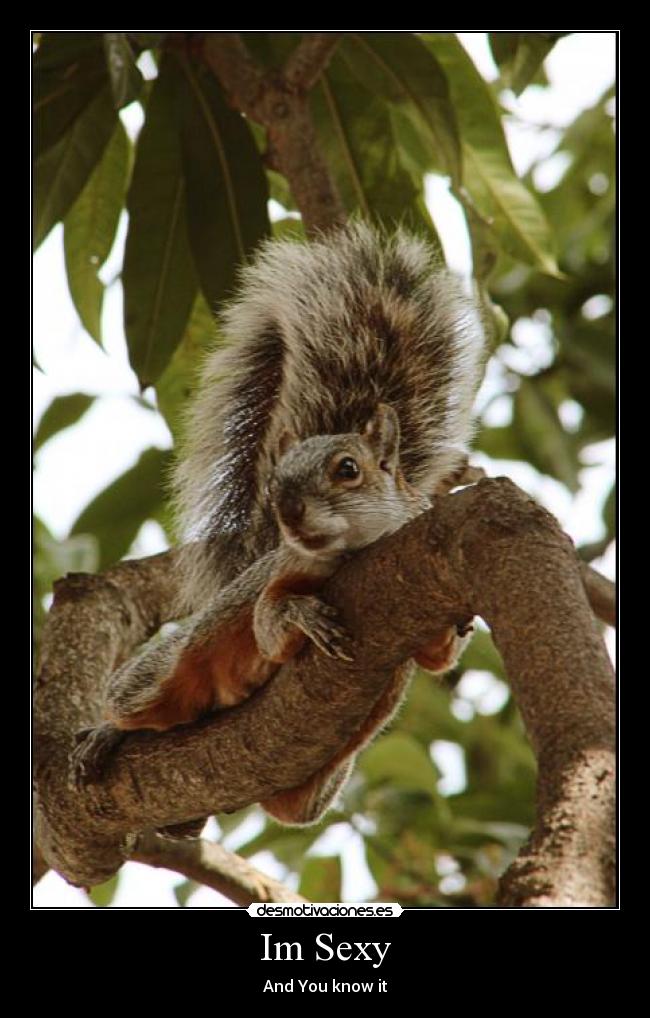 Im Sexy - And You know it