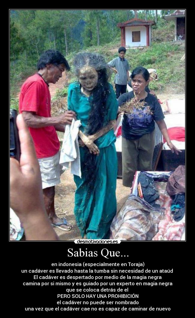 Sabias Que... - en indonesia (especialmente en Toraja)
un cadáver es llevado hasta la tumba sin necesidad de un ataúd
El cadáver es despertado por medio de la magia negra
camina por si mismo y es guiado por un experto en magia negra
que se coloca detrás de el
PERO SOLO HAY UNA PROHIBICIÓN
el cadáver no puede ser nombrado
una vez que el cadáver cae no es capaz de caminar de nuevo