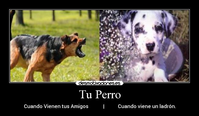 Tu Perro - 