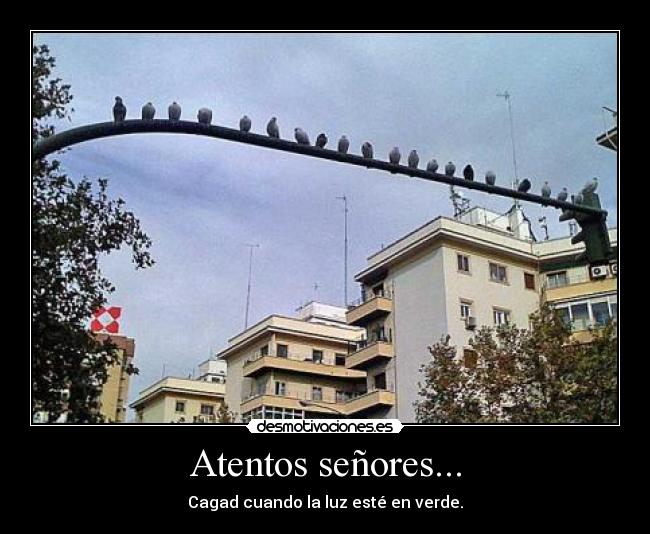 Atentos señores... - Cagad cuando la luz esté en verde.