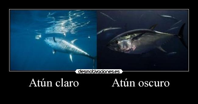 Atún claro           Atún oscuro - 