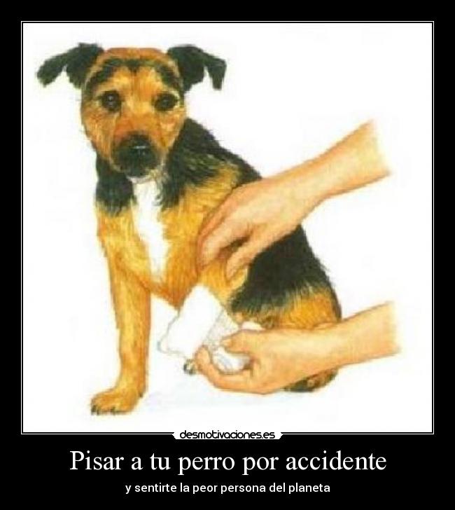 carteles perro lastimado desmotivaciones