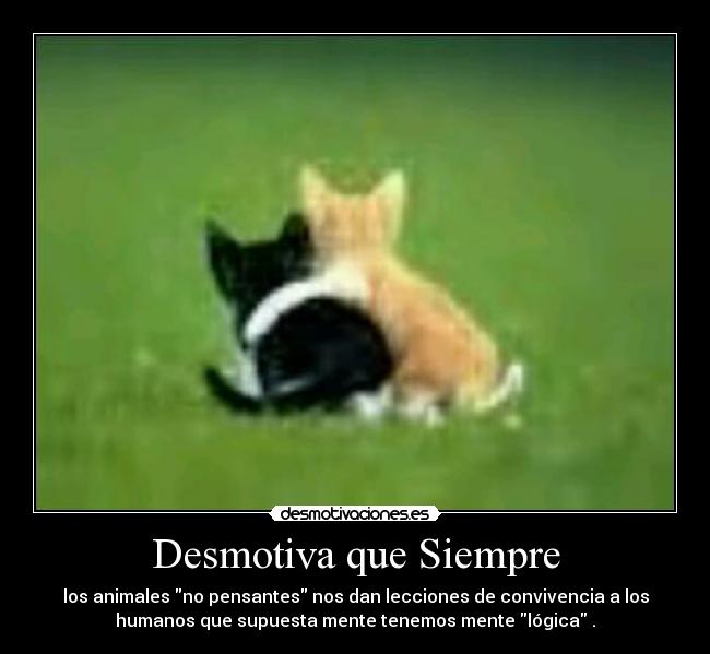 Desmotiva que Siempre - los animales no pensantes nos dan lecciones de convivencia a los
humanos que supuesta mente tenemos mente lógica .