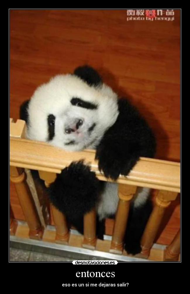 carteles pandas desmotivaciones