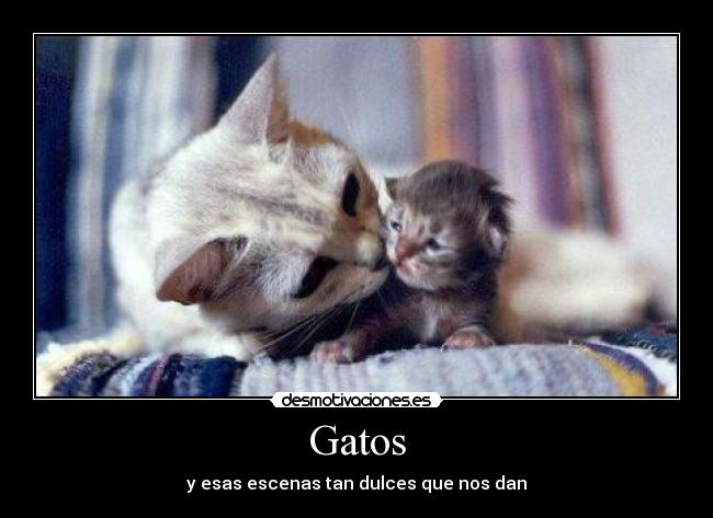 Gatos - y esas escenas tan dulces que nos dan