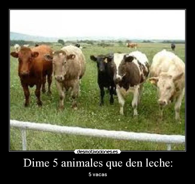 Dime 5 animales que den leche: - 5 vacas