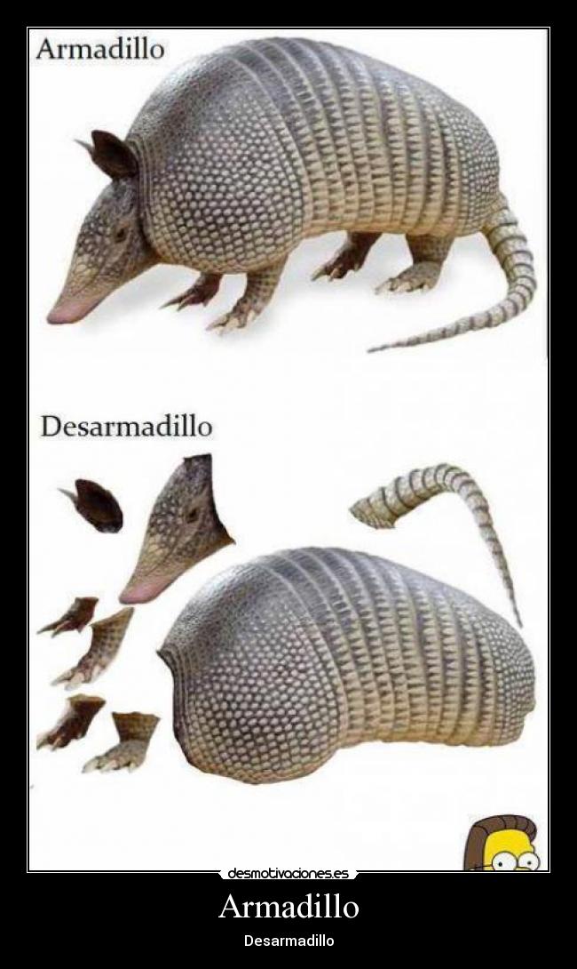 Armadillo - 