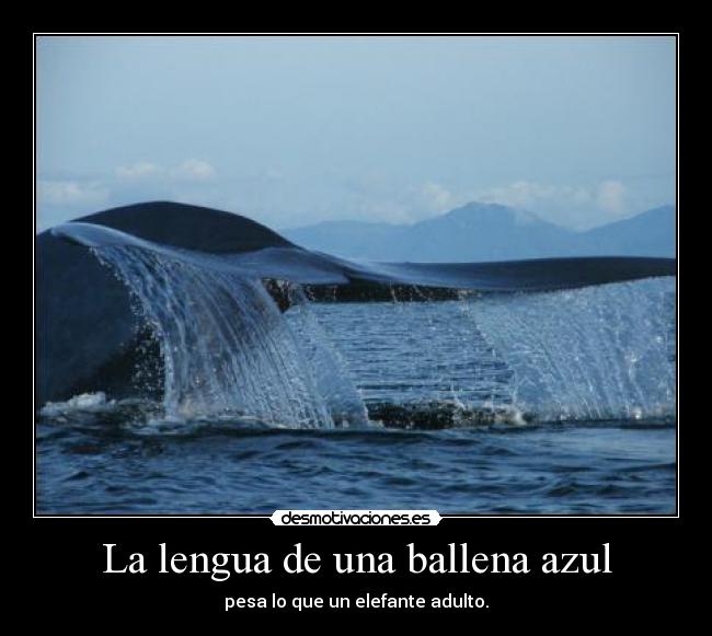 La lengua de una ballena azul - pesa lo que un elefante adulto.