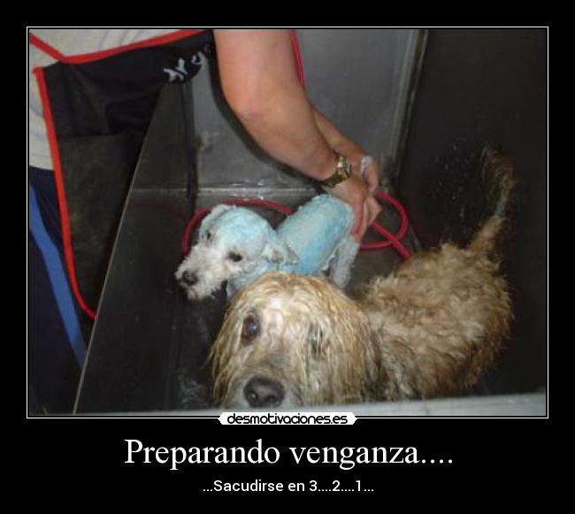 Preparando venganza.... - ...Sacudirse en 3....2....1...