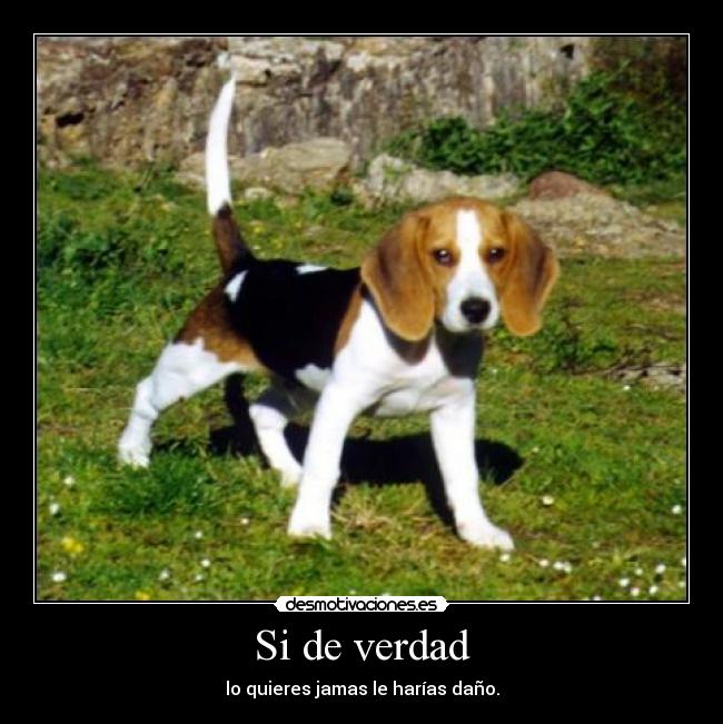 Si de verdad - lo quieres jamas le harías daño.