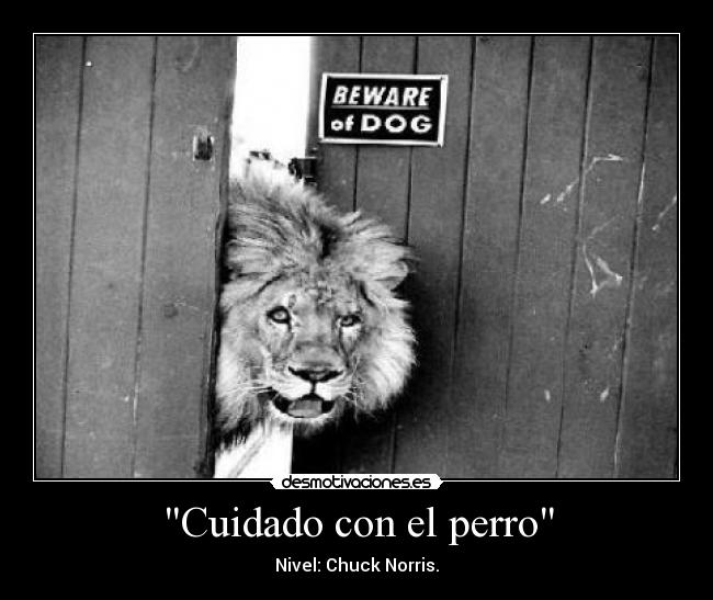 Cuidado con el perro - Nivel: Chuck Norris.