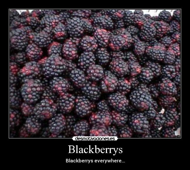 Blackberrys - Blackberrys everywhere...