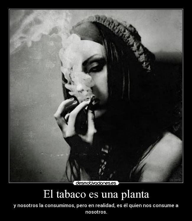 El tabaco es una planta - 