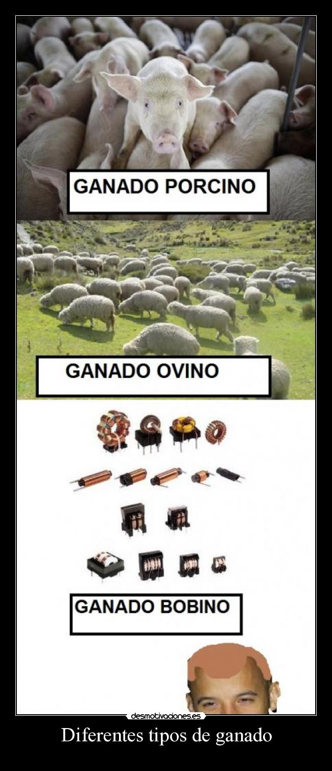 Diferentes tipos de ganado - 