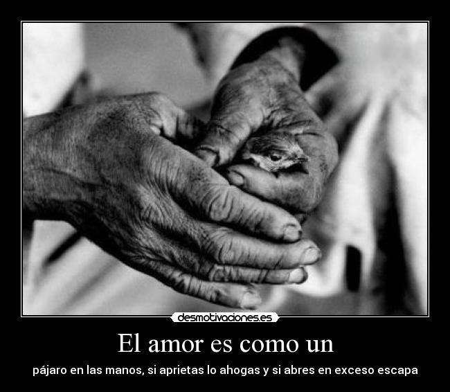 El amor es como un - pájaro en las manos, si aprietas lo ahogas y si abres en exceso escapa