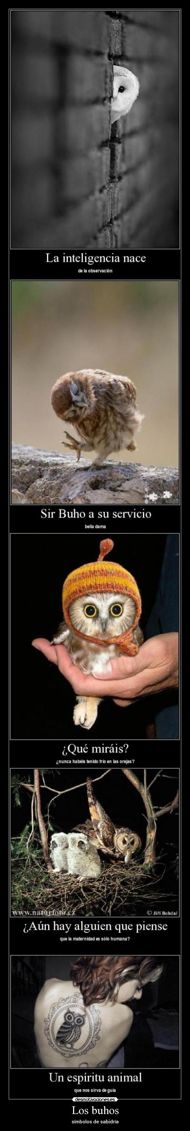 Los buhos - 