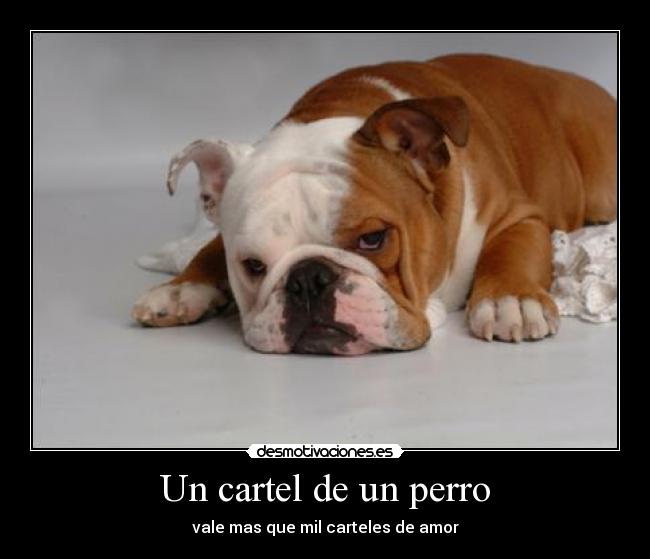 Un cartel de un perro -
