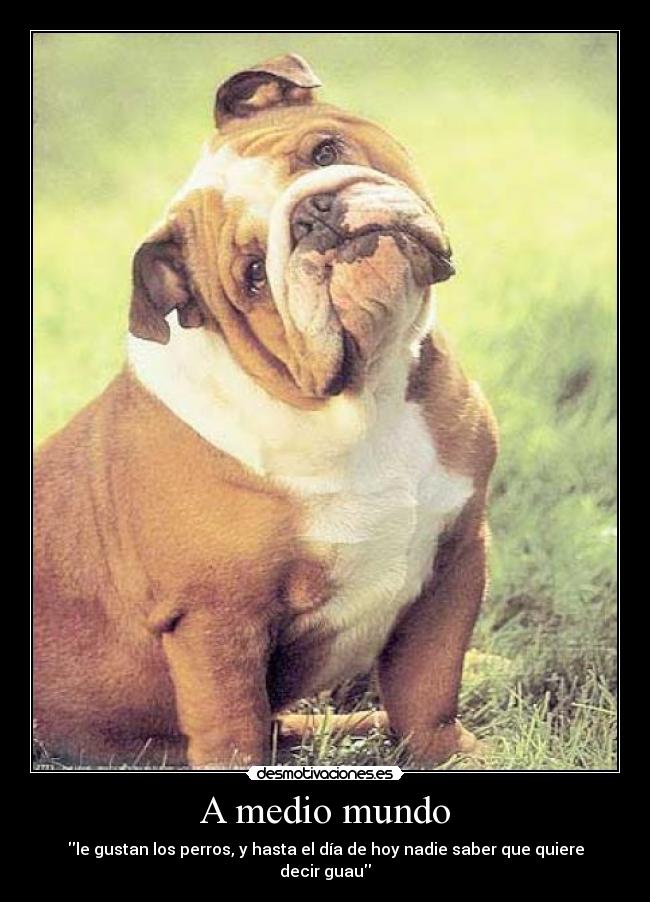 A medio mundo - le gustan los perros, y hasta el día de hoy nadie saber que quiere decir guau