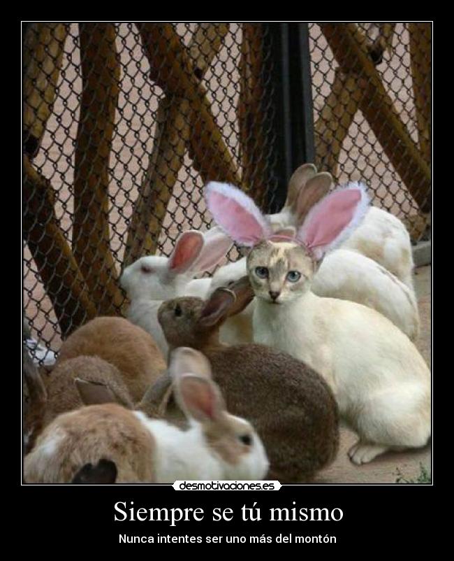 Siempre se tú mismo - Nunca intentes ser uno más del montón