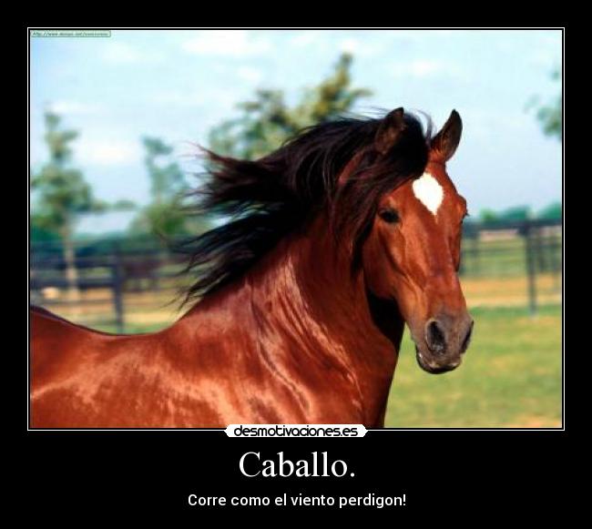 Caballo. - 