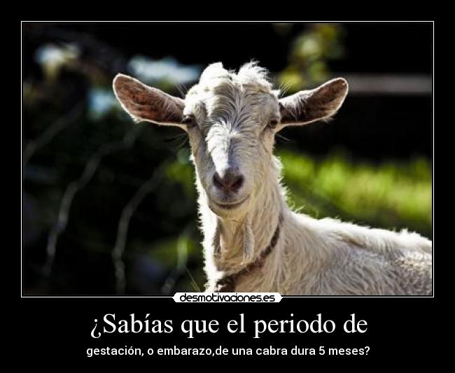 ¿Sabías que el periodo de - gestación, o embarazo,de una cabra dura 5 meses?