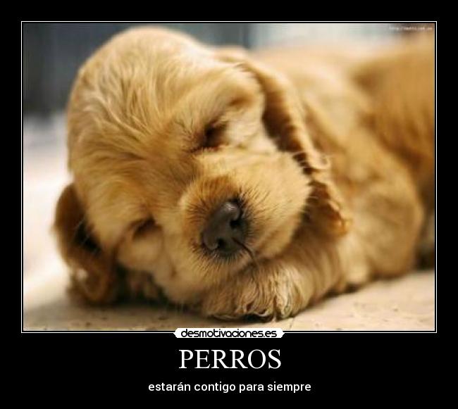 carteles perros amor amistad desmotivaciones
