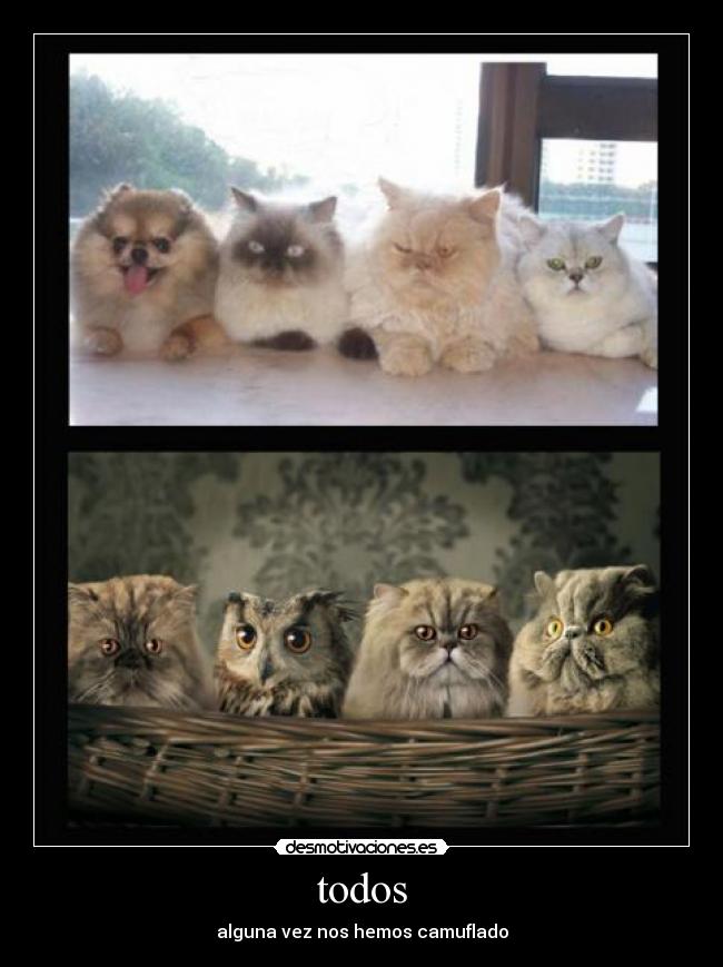 todos - alguna vez nos hemos camuflado
