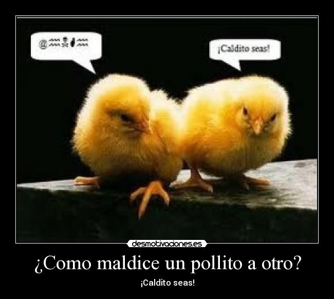 ¿Como maldice un pollito a otro? - ¡Caldito seas!
