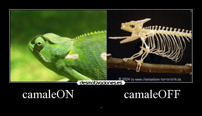 camaleON camaleOFF -