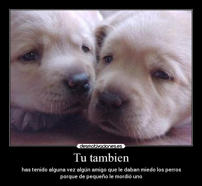 Tu tambien - has tenido alguna vez algún amigo que le daban miedo los perros
porque de pequeño le mordió uno
