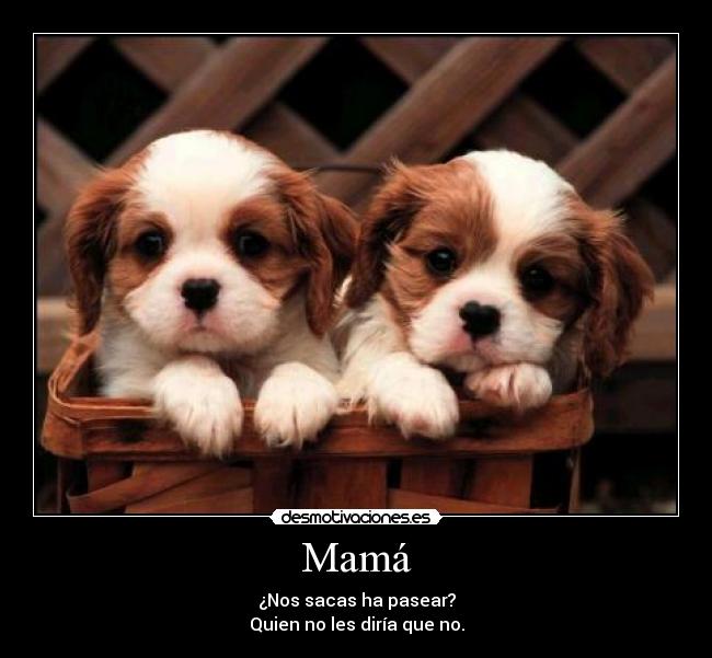 Mamá - ¿Nos sacas ha pasear?
Quien no les diría que no.